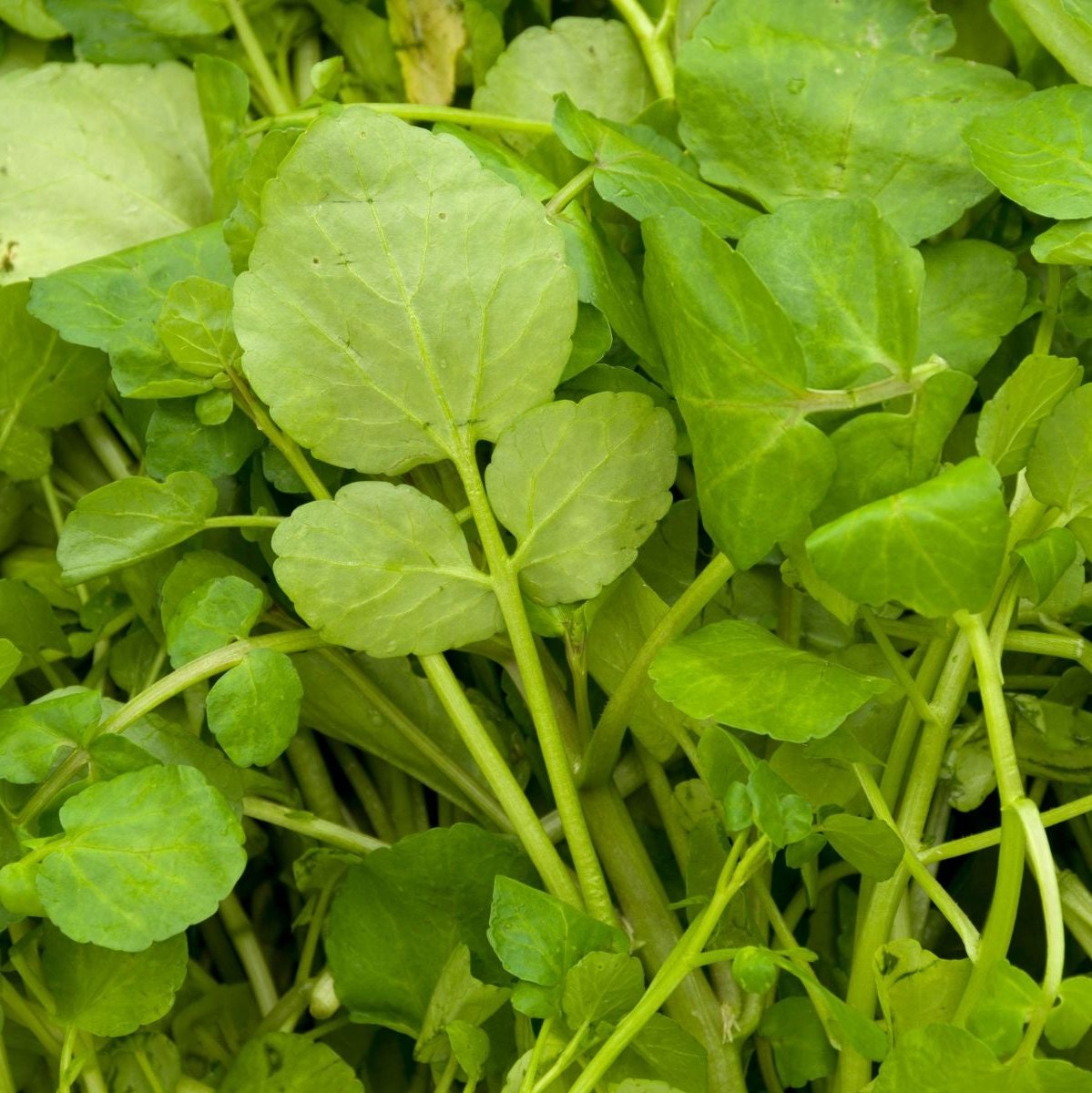 Berros (150g)