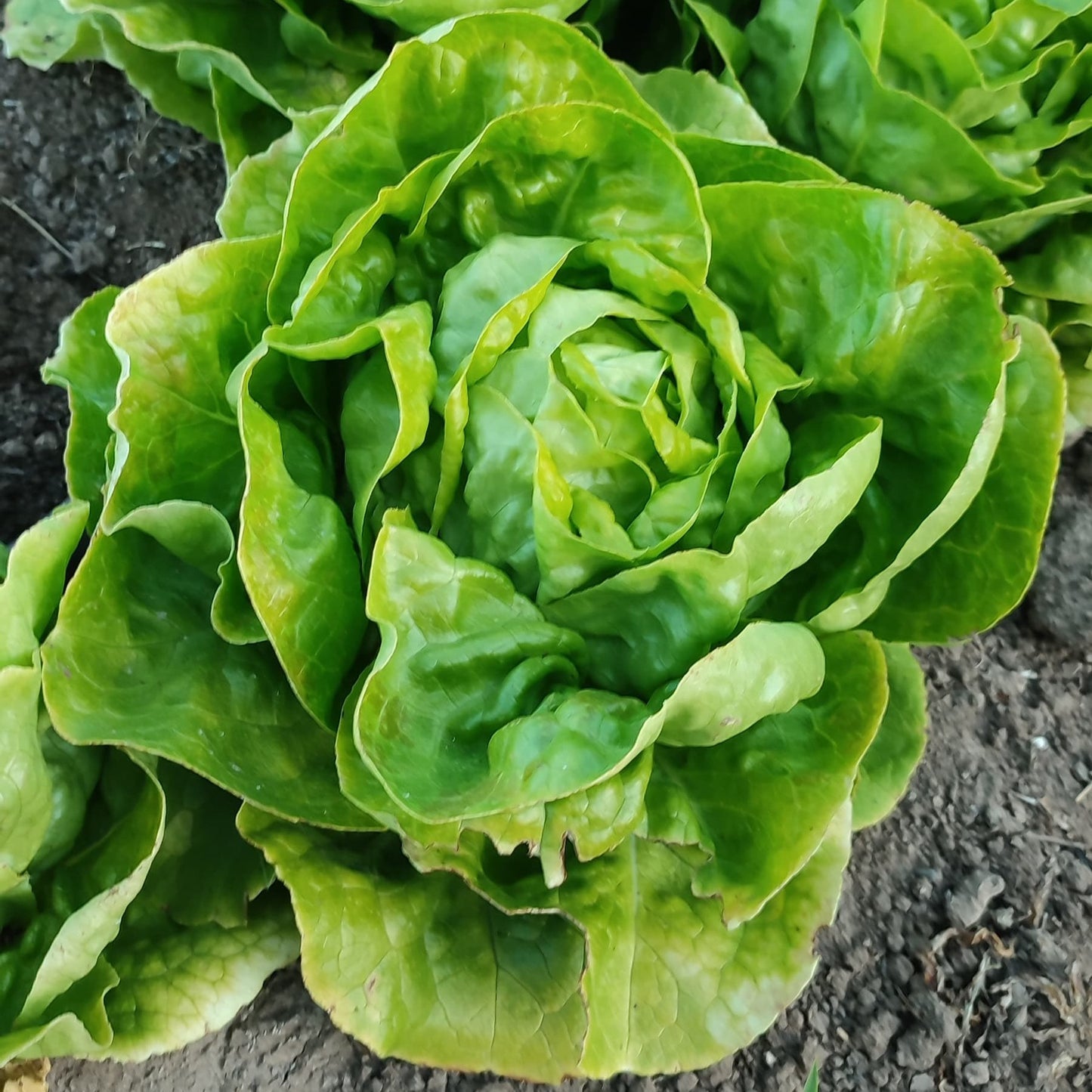 Lechuga Española Verde