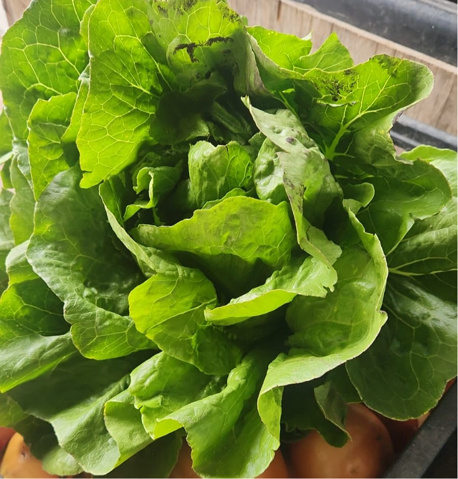 Lechuga Costina