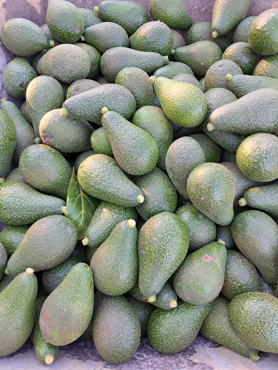 Palta Edranol (1kg)