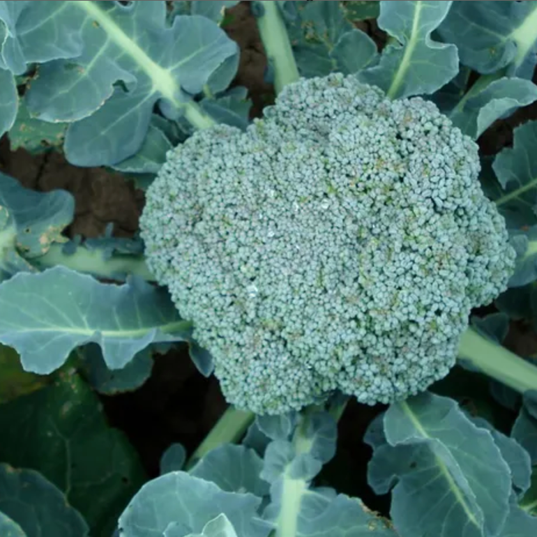 Brócoli