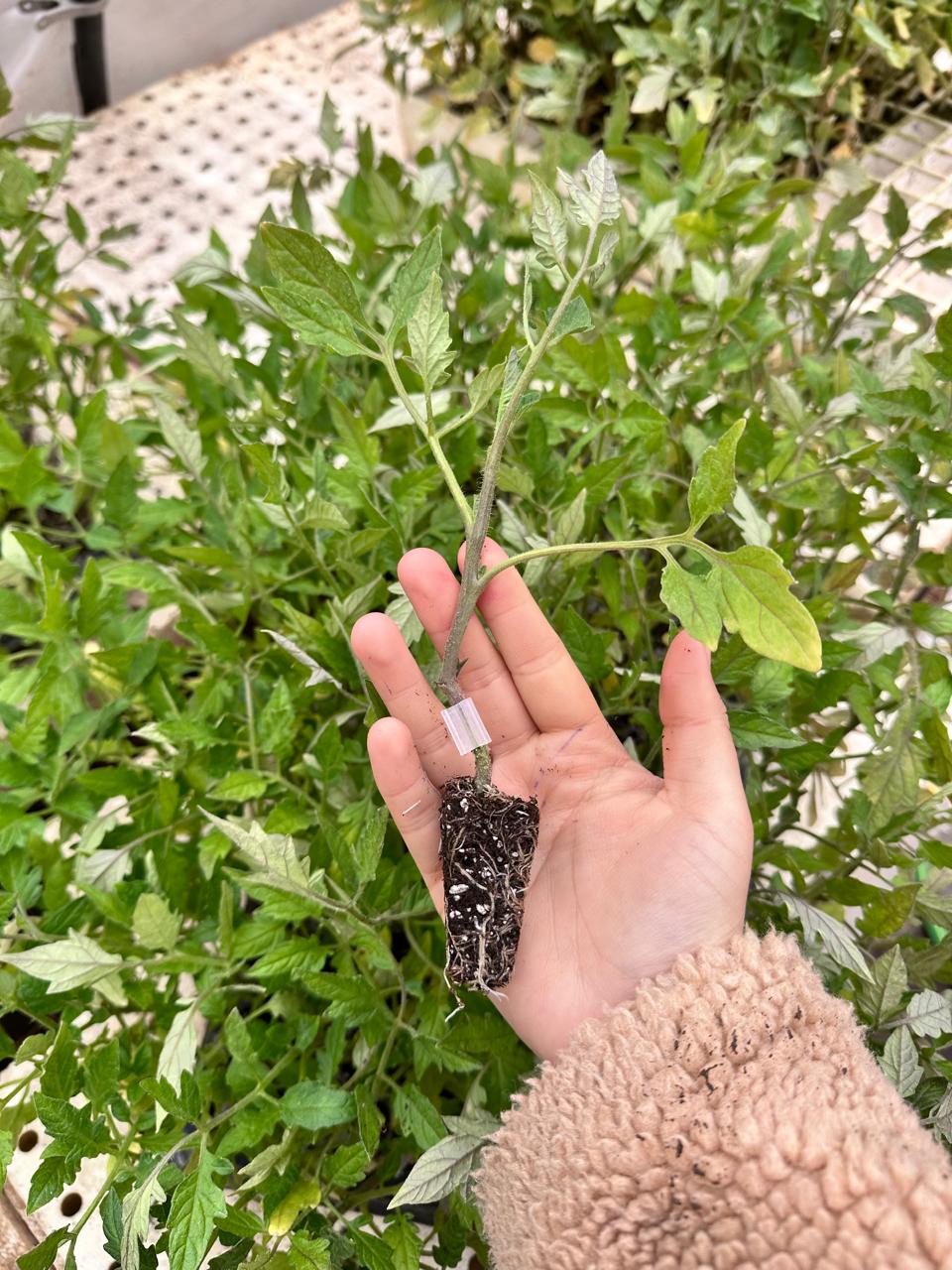 Plantín Tomate Redondo