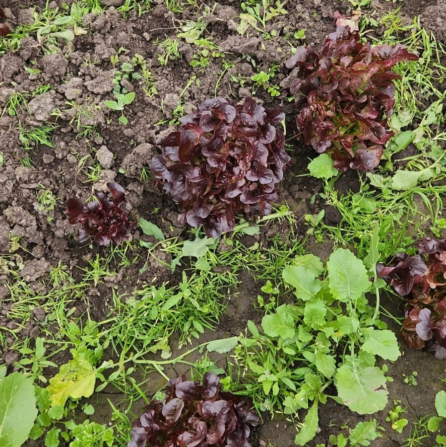 Lechuga Marina Morada