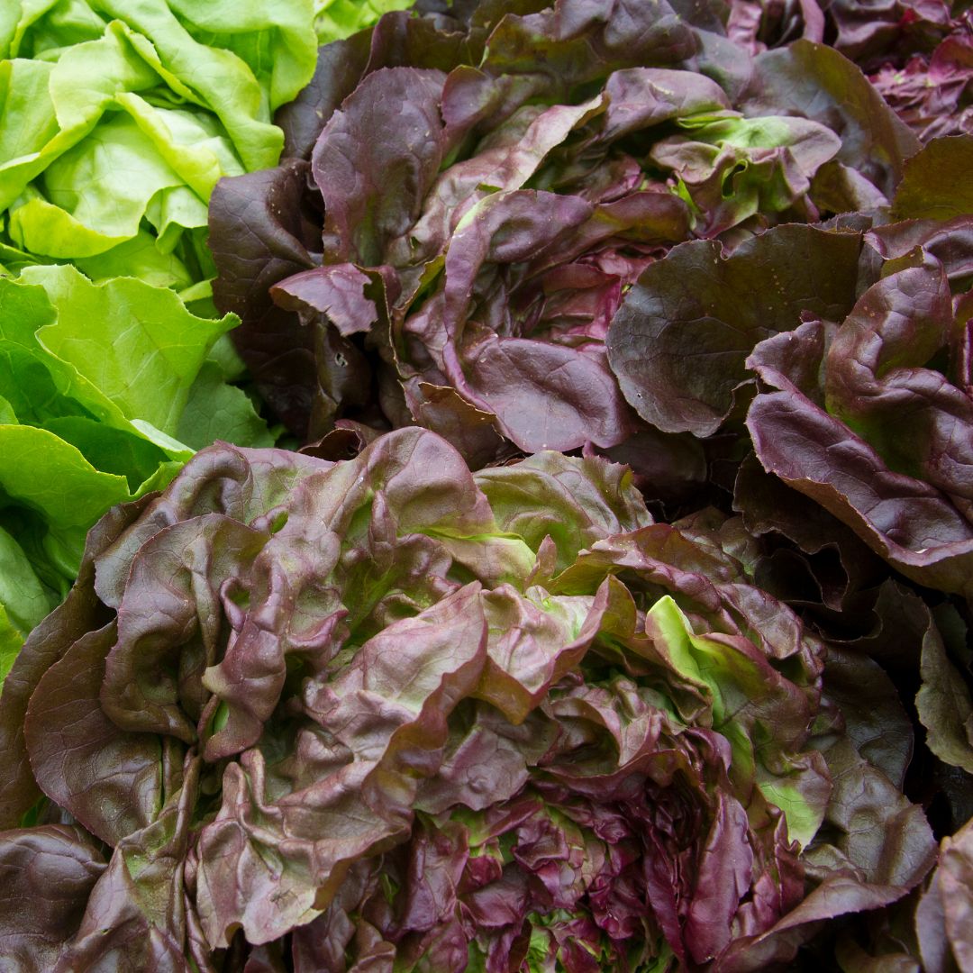 Lechuga Española Morada (unidad)