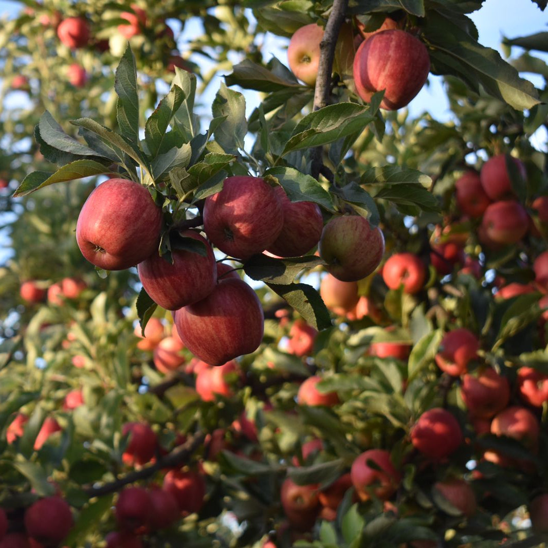 Manzana Roja (1k)