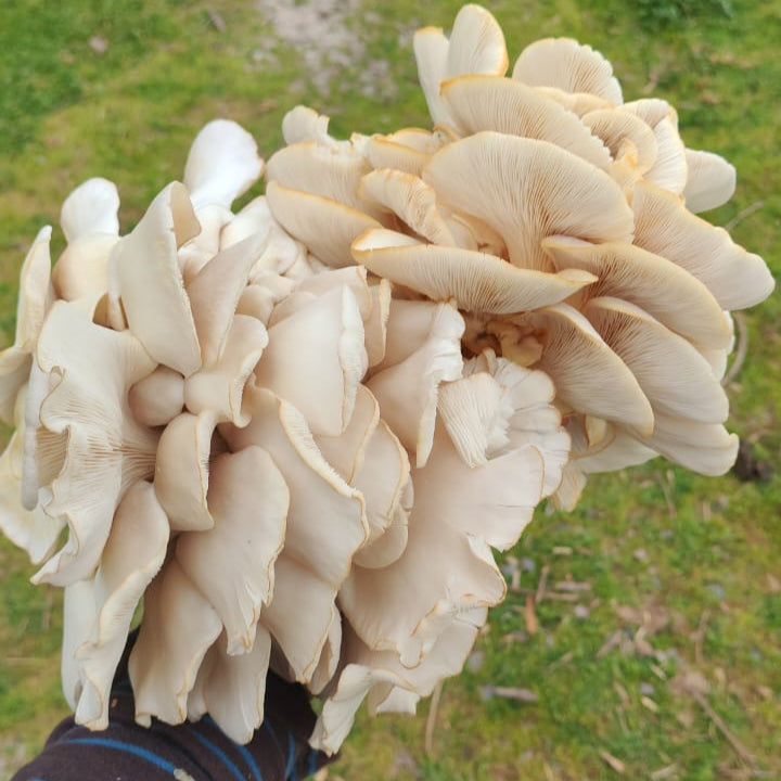 Champiñón Ostra (150g)