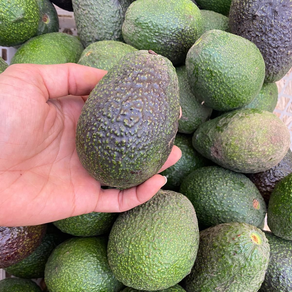 Palta Buena (1 kg)