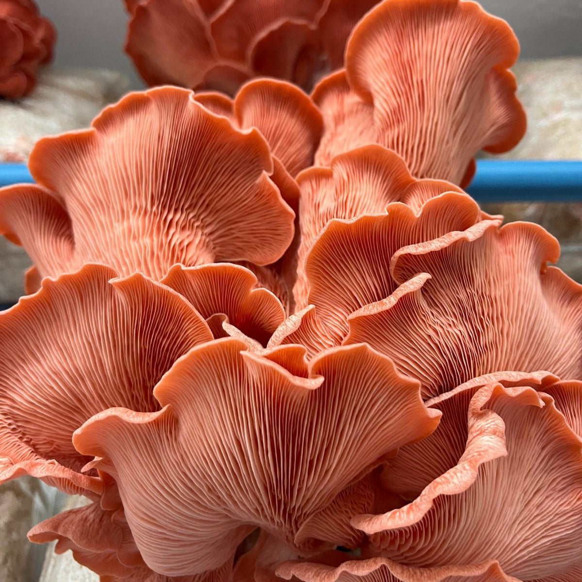 Hongo Ostra Rosado (150g)