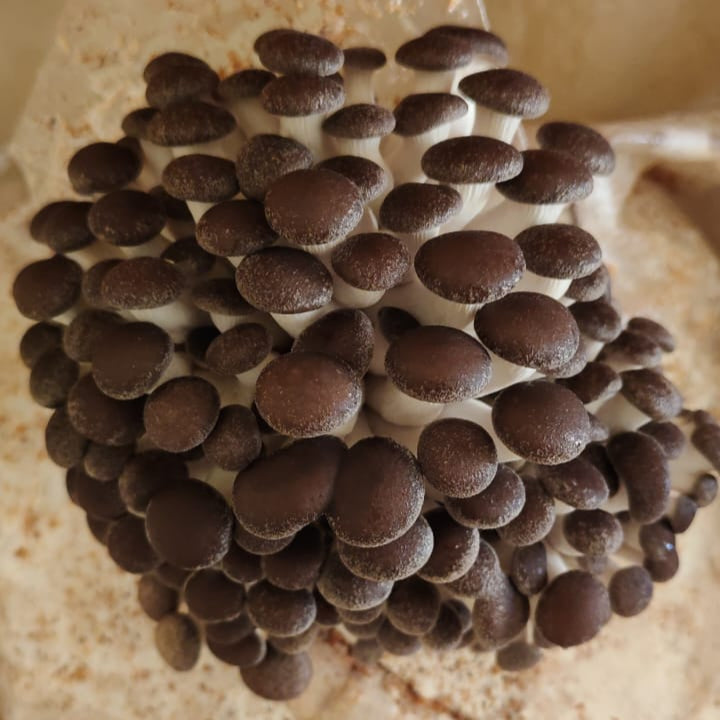 Champiñón Ostra Perla Negra (150g)