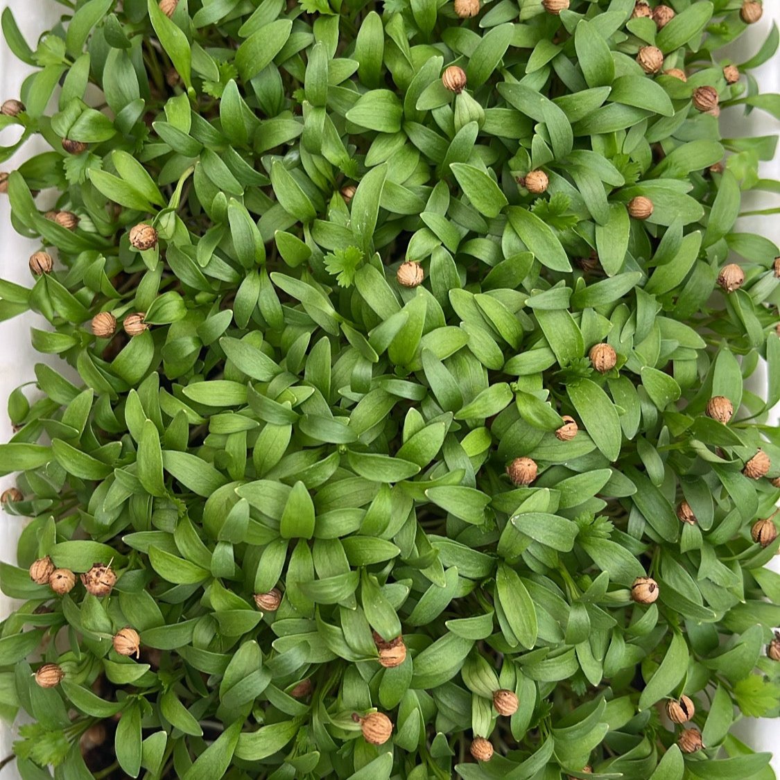 Brotes Cilantro Bandeja