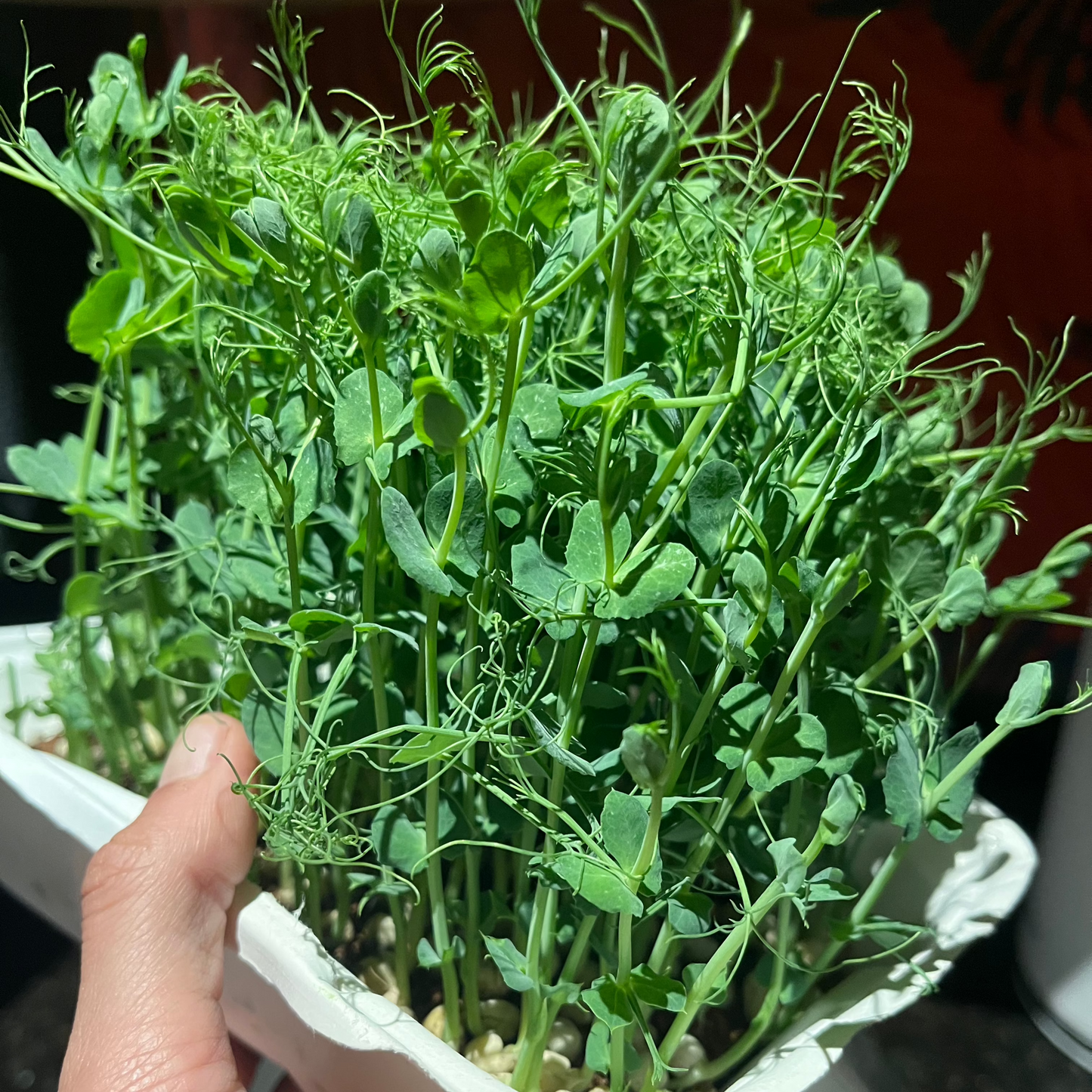 Brotes Arveja Bandeja