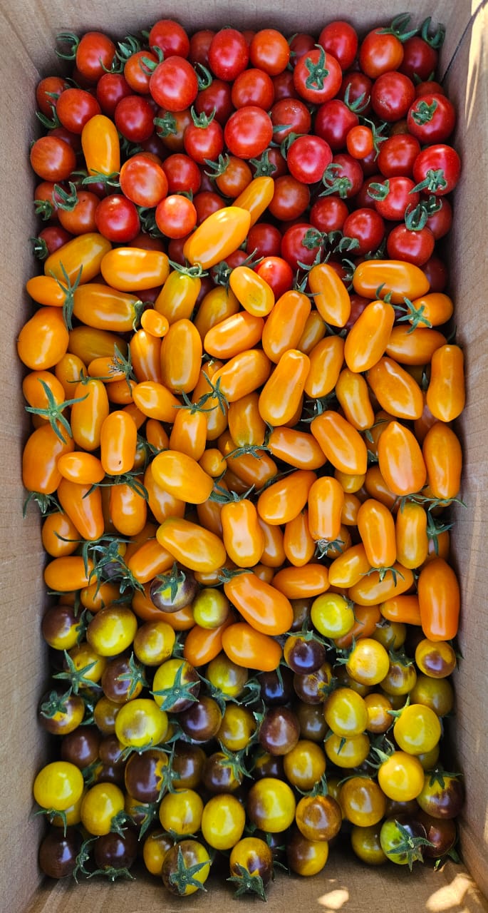 Tomate Cherry (250g)