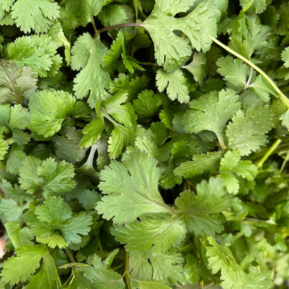 Cilantro (120g)