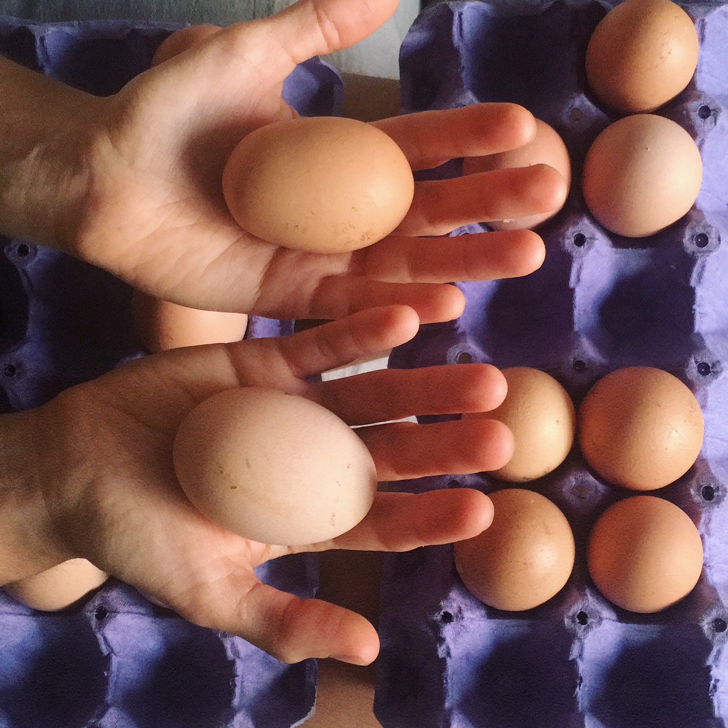 Huevos de Campo (30 Unidades)