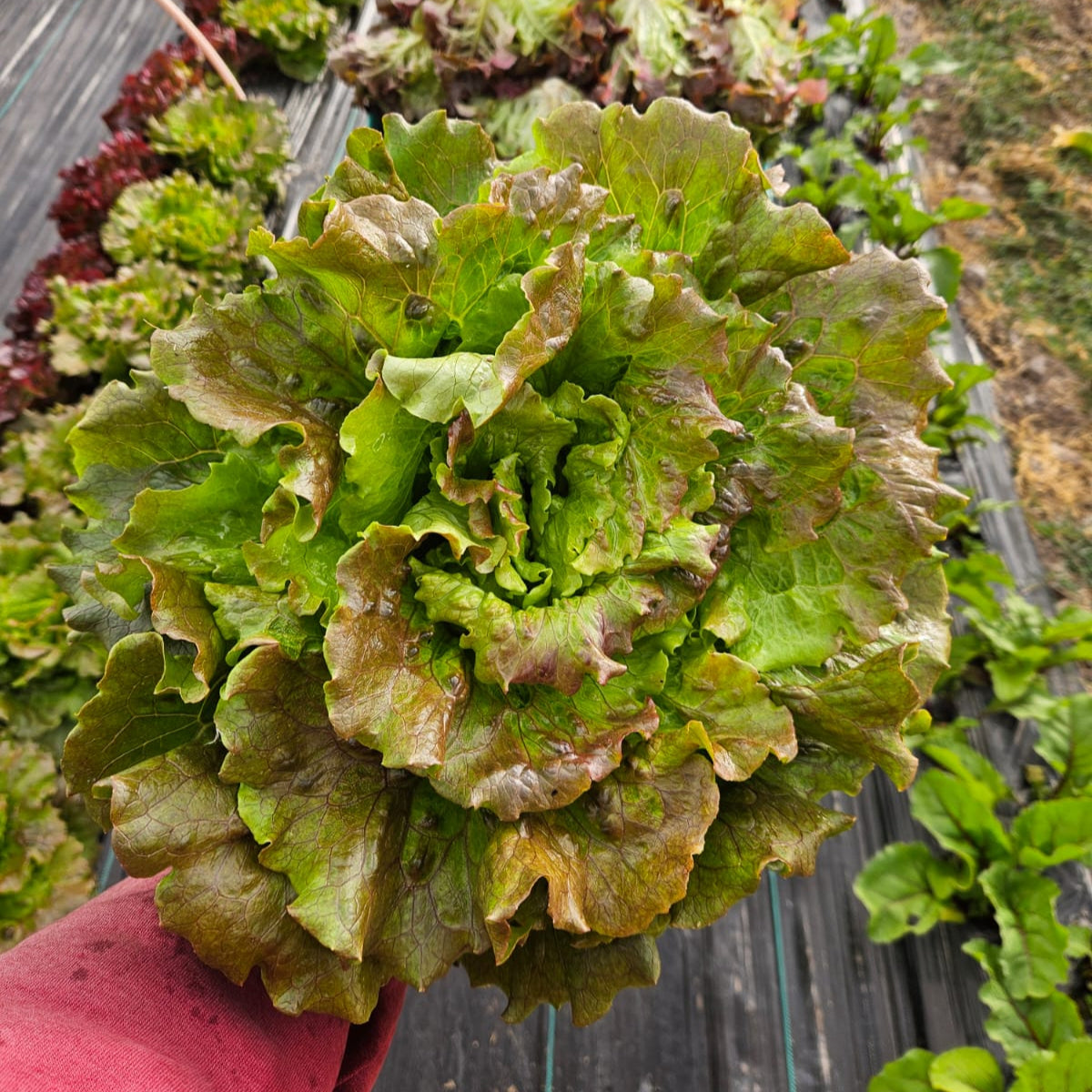 Lechuga Sierra (unidad)