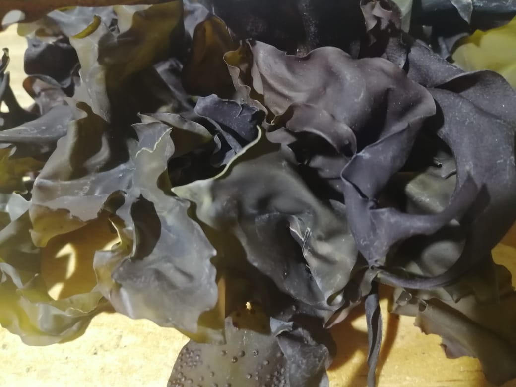 Luga (50g)