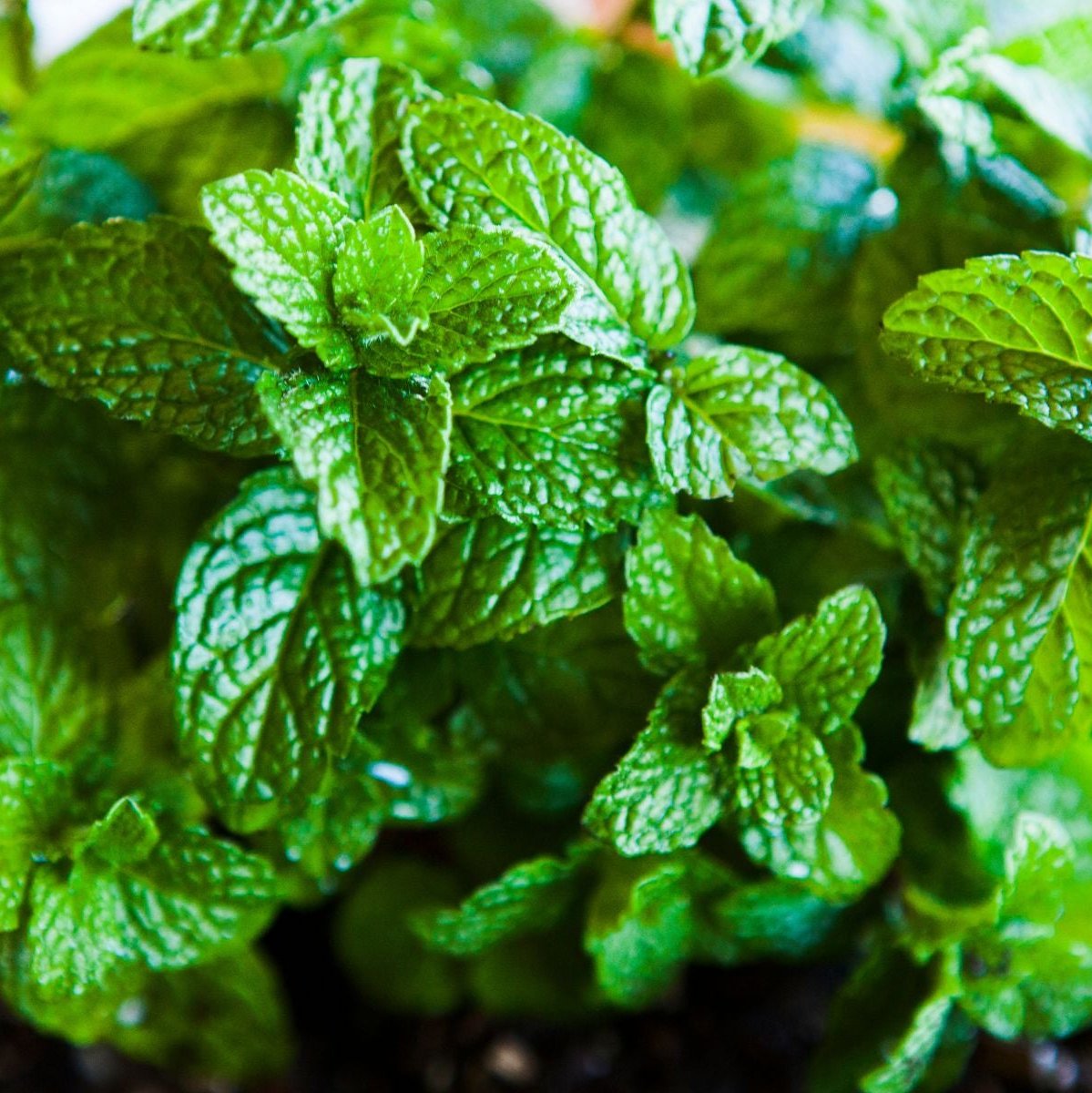 Menta (45g)