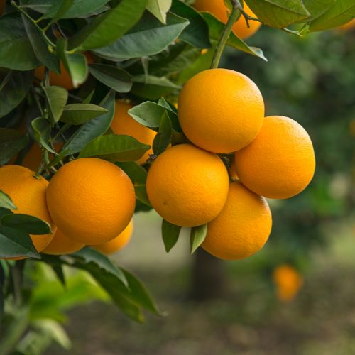 Tuti Fruti de Temporada