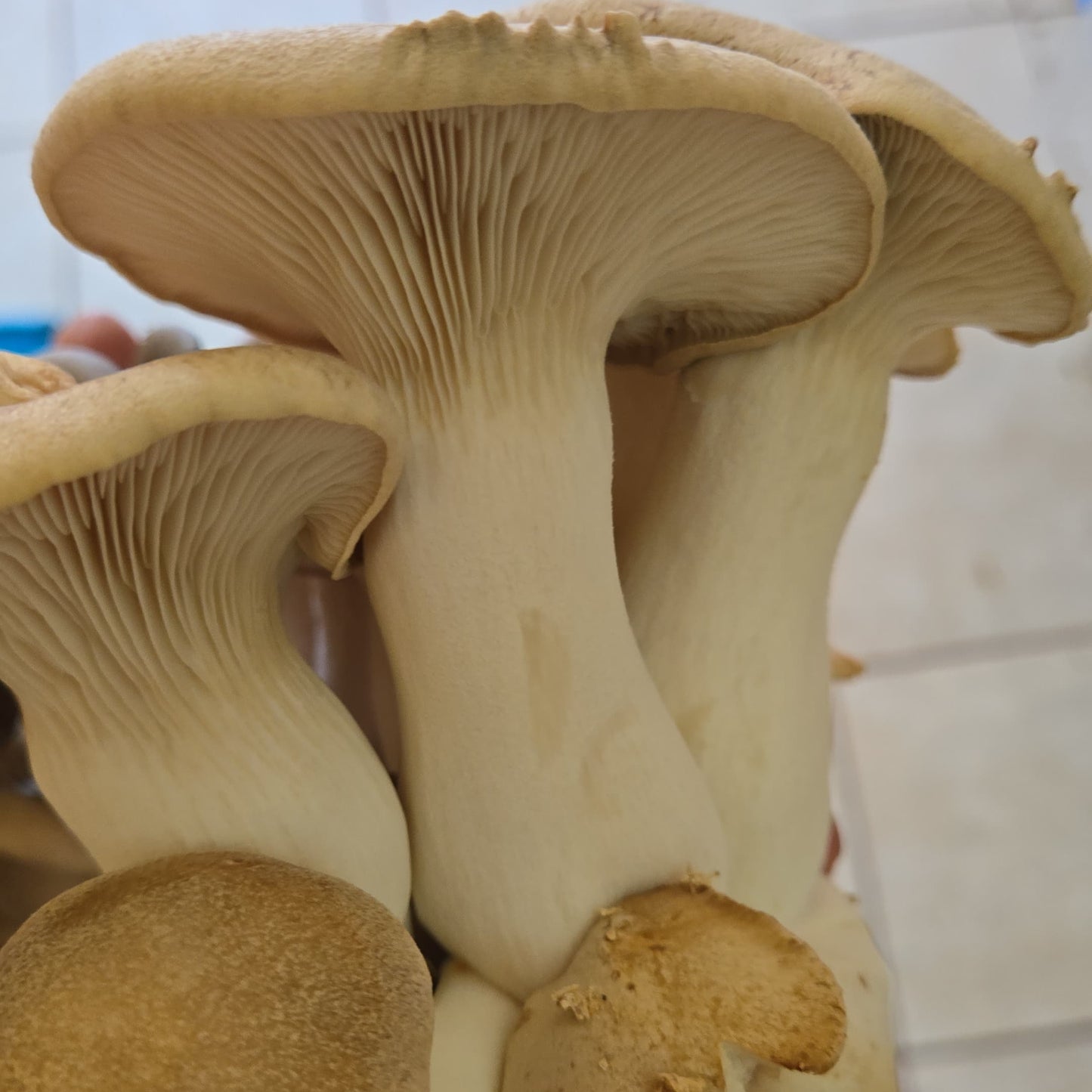 Champiñón Ostra Rey (150g)