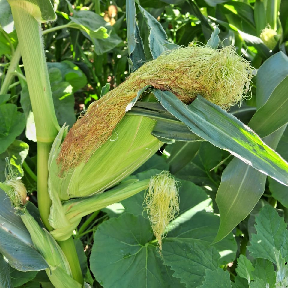 Choclo Humero (unidad)