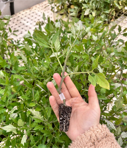 Plantín Tomate Redondo