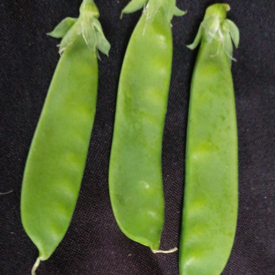 Sinilas (250g)