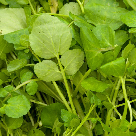 Berros (150g)