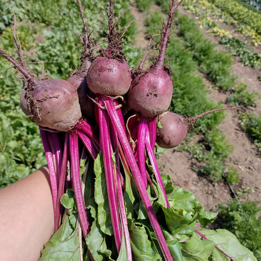 Betarraga (3 unidades)