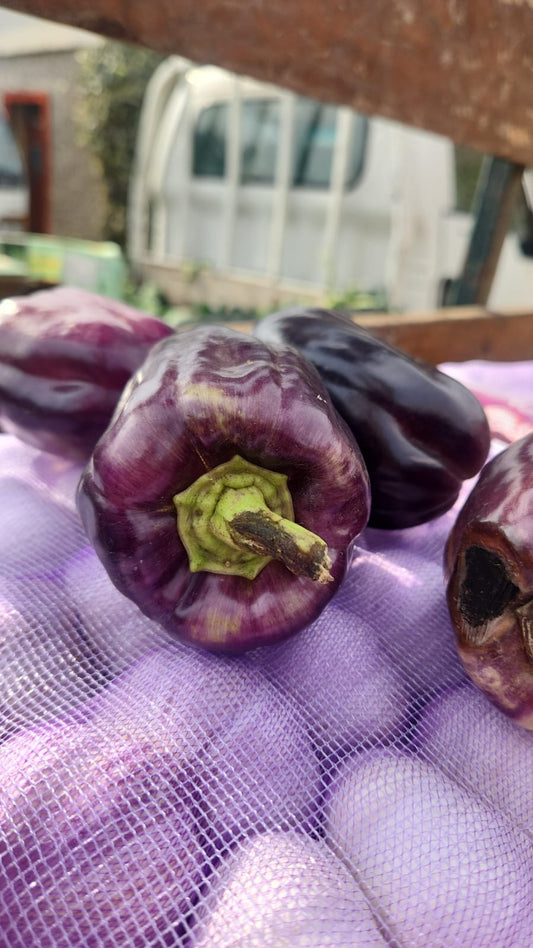 Pimentón morado (unidad)