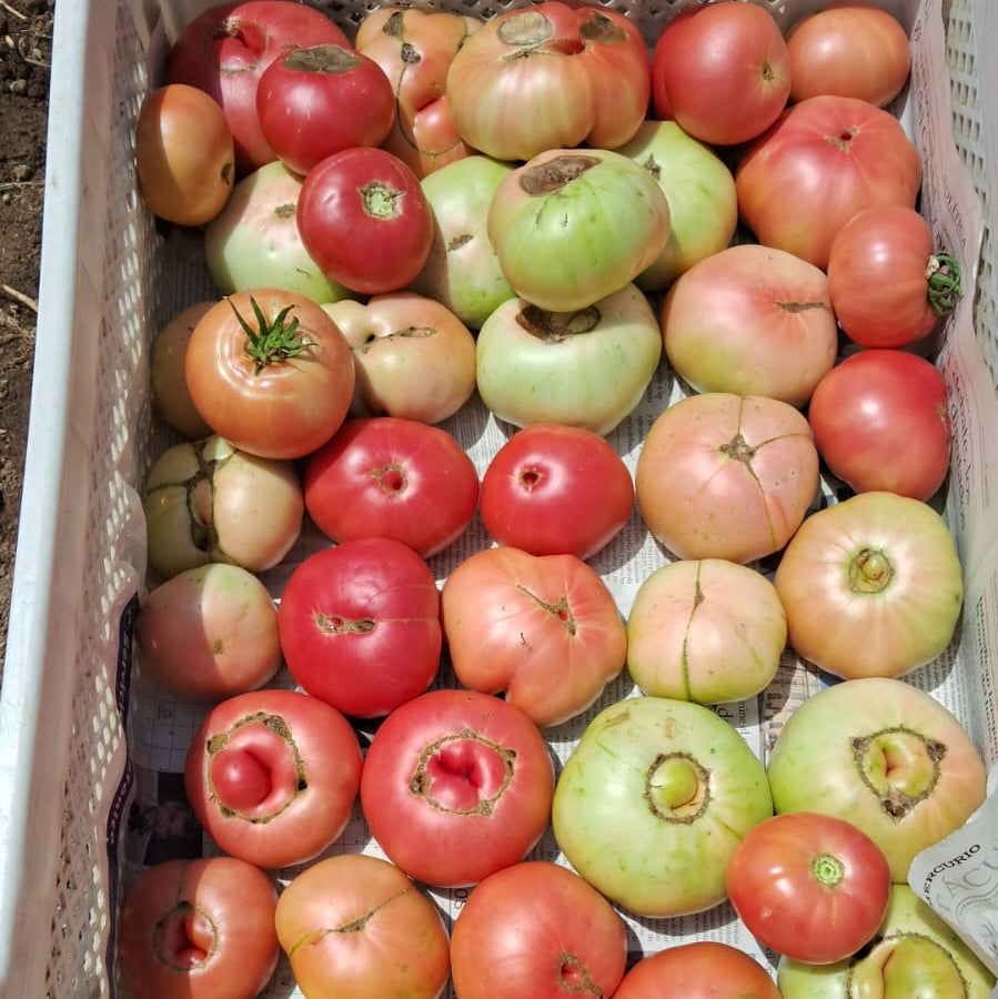 Tomate Rosado y Pirquino (3k)