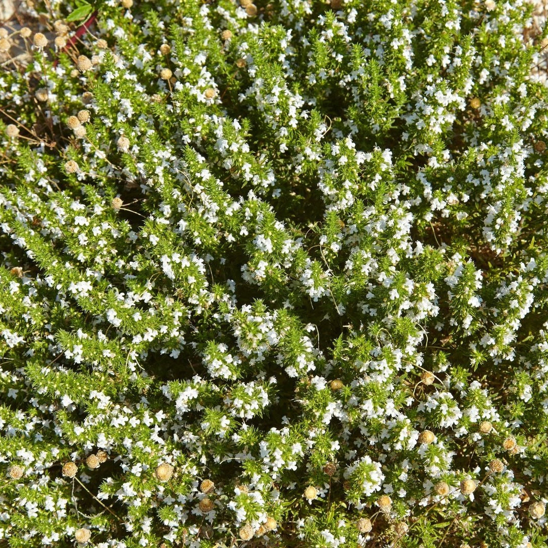 Orégano (45gr)