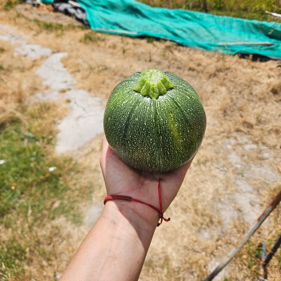 Zapallito redondo (unidad)