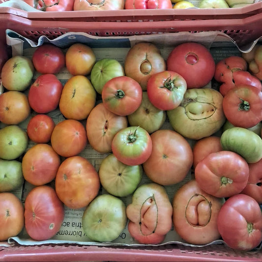 Tomate Rosado y Pirquino (3k)