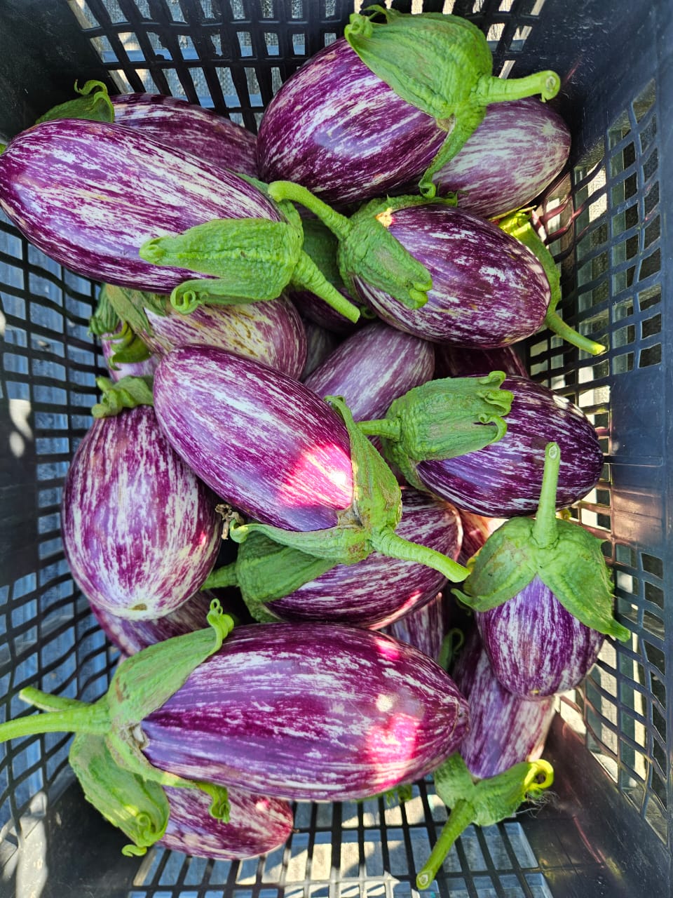 Berenjena Gandia (unidad)