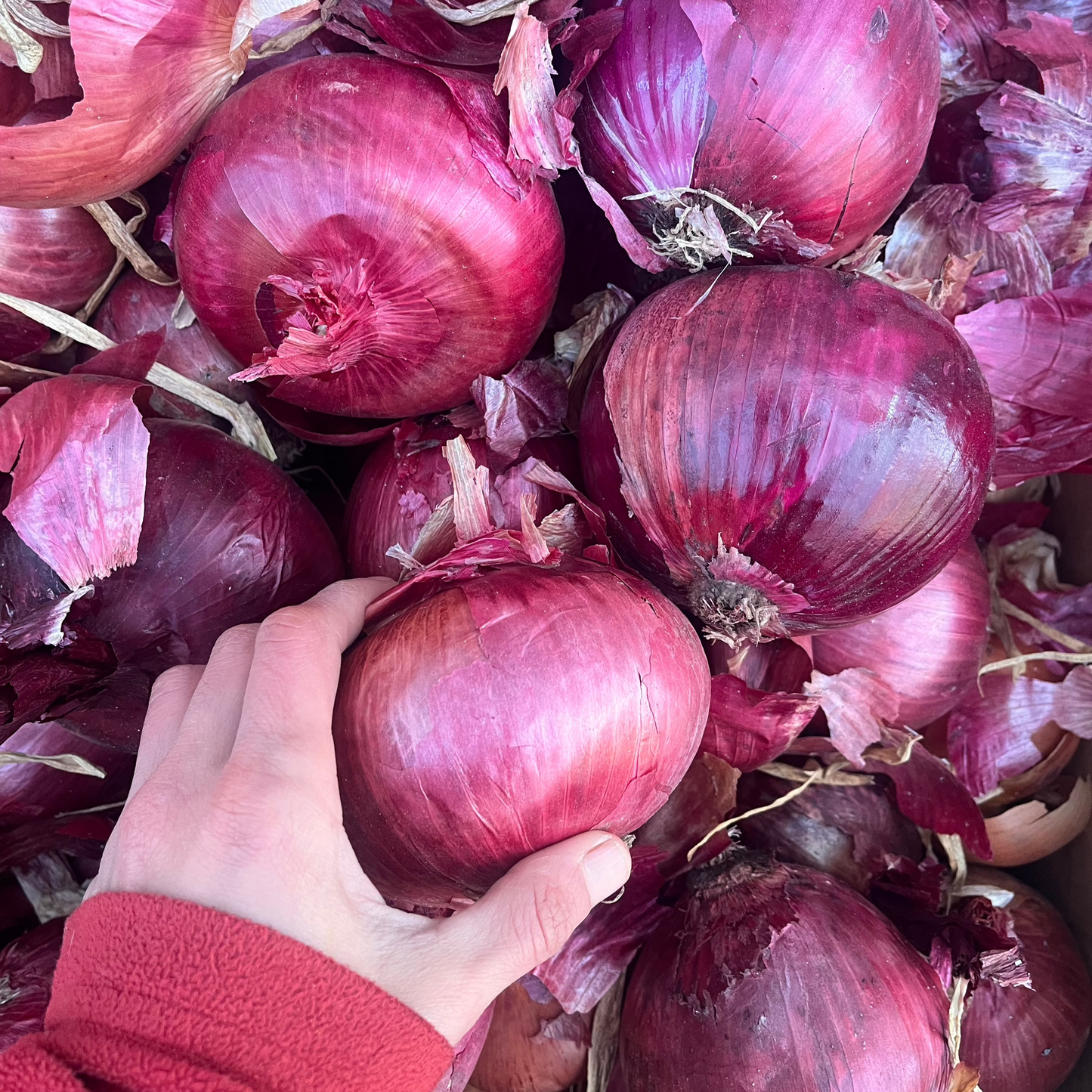Cebolla morada (unidad)