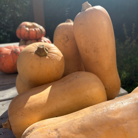 Zapallo Butternut
