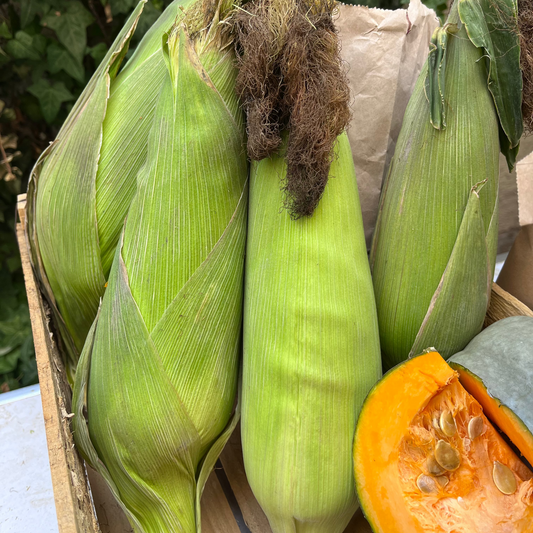 Choclo Humero (unidad)