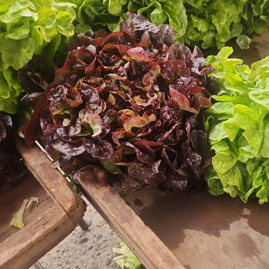 Lechuga Marina Morada