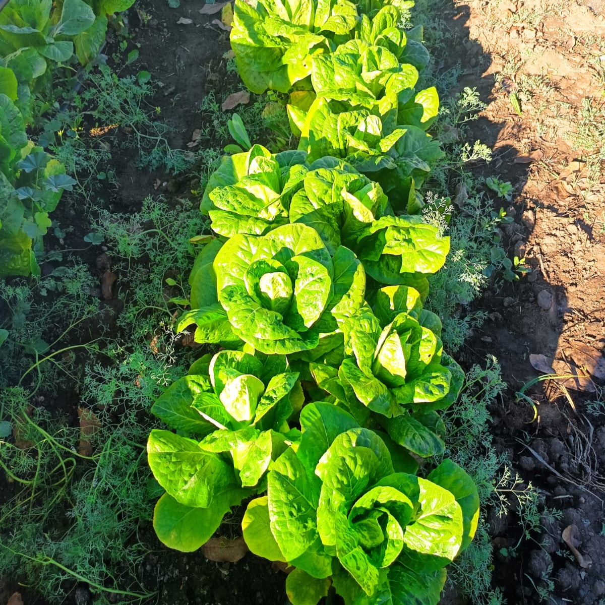 Lechuga Costina