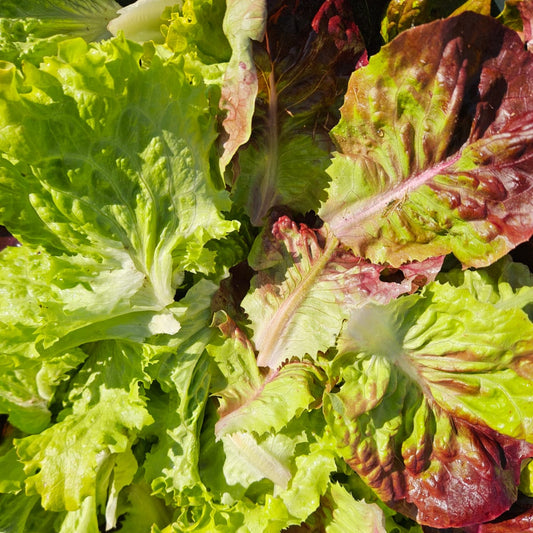 Mix Lechuga (250g)