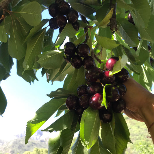Cerezas de Montaña x 2K