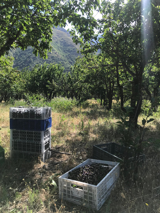 Cerezas de Montaña x 4K