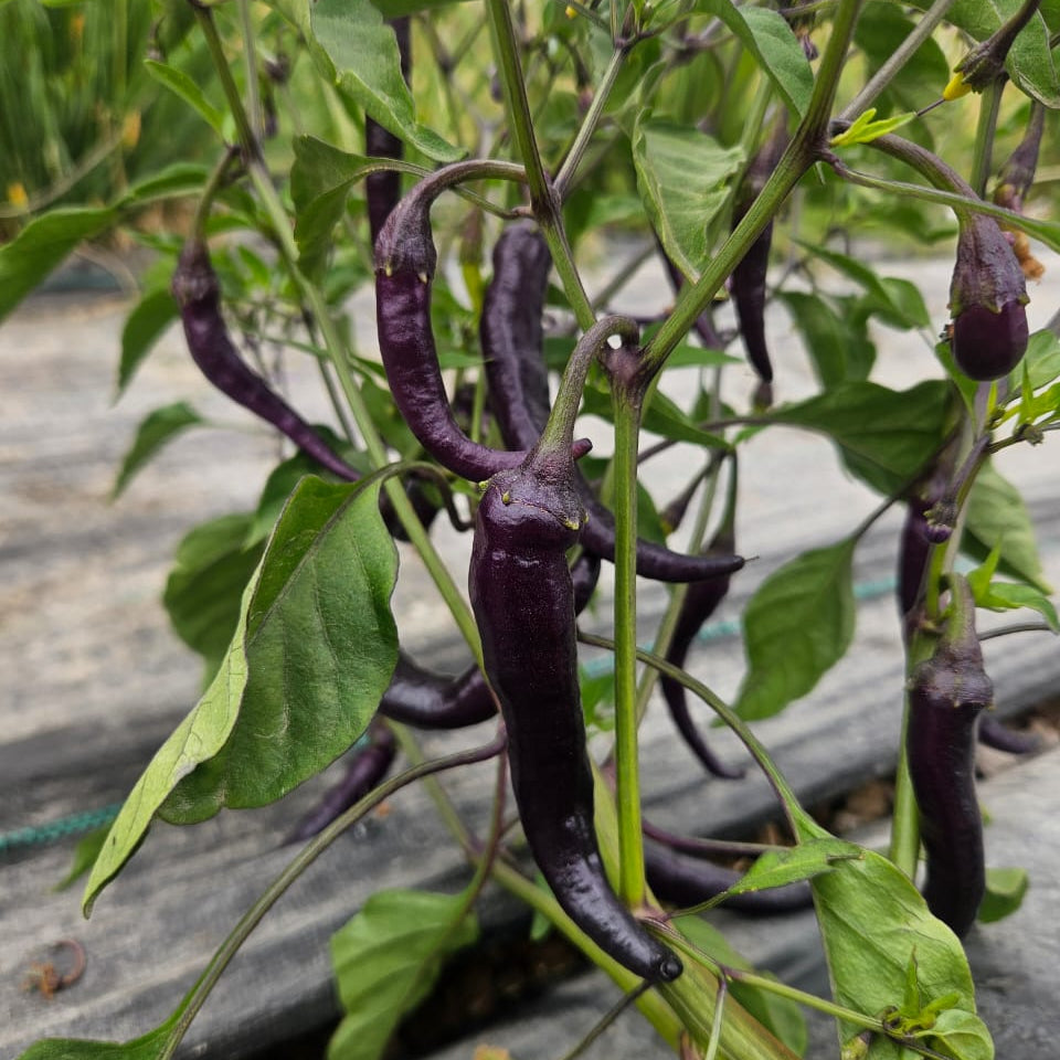 Ají Morado (x3 unidades)