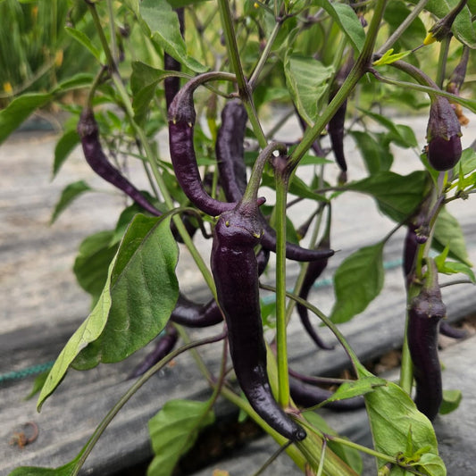 Ají Morado (x3 unidades)