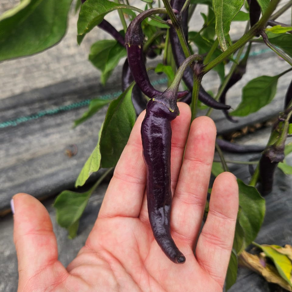 Ají Morado (x3 unidades)