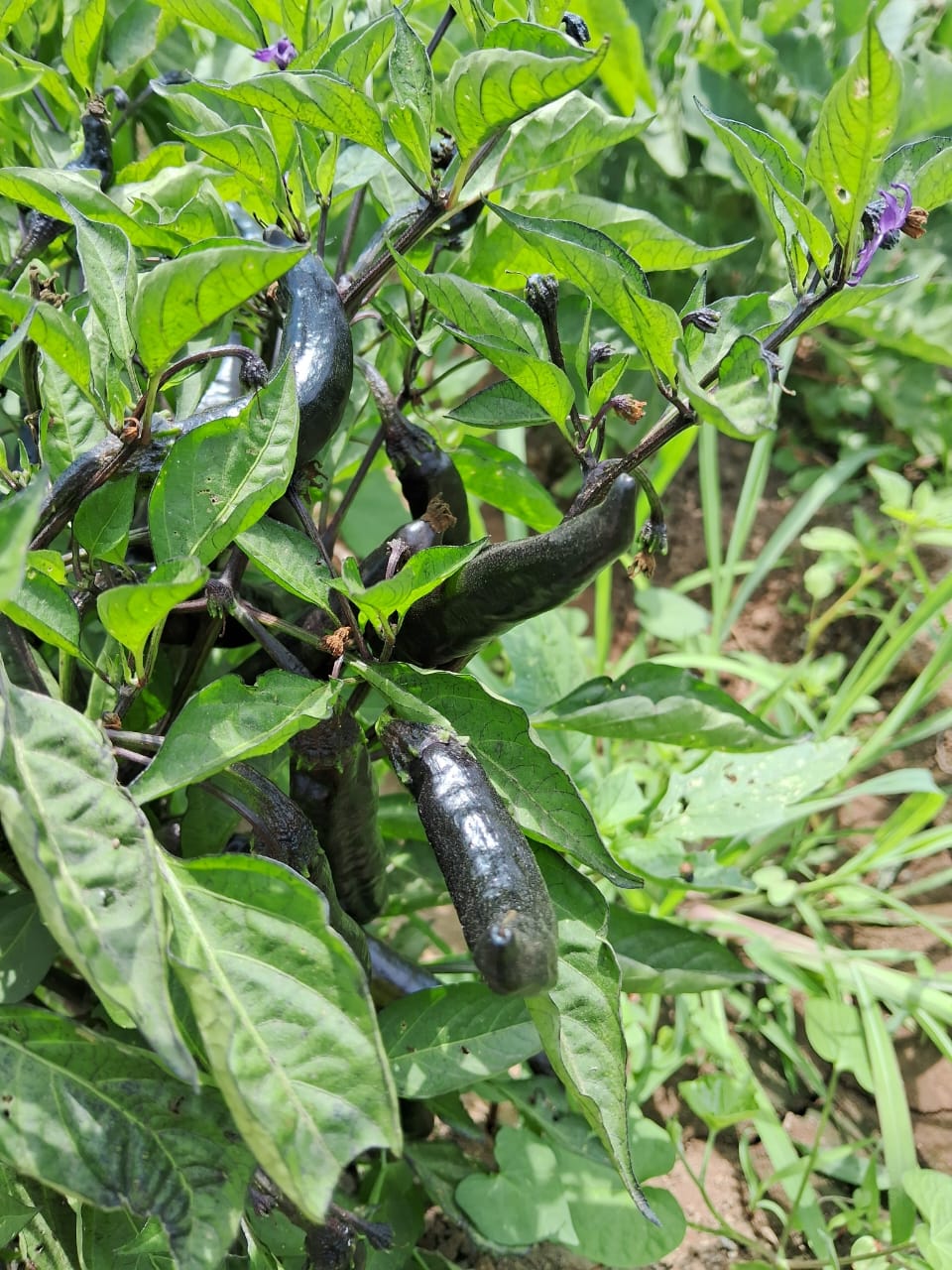 Mix ajíes