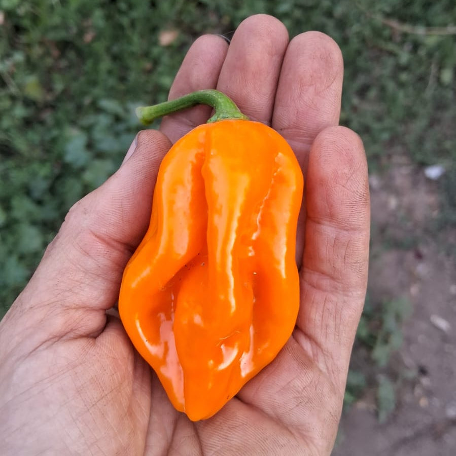 Ají Habanero (3 unidades)