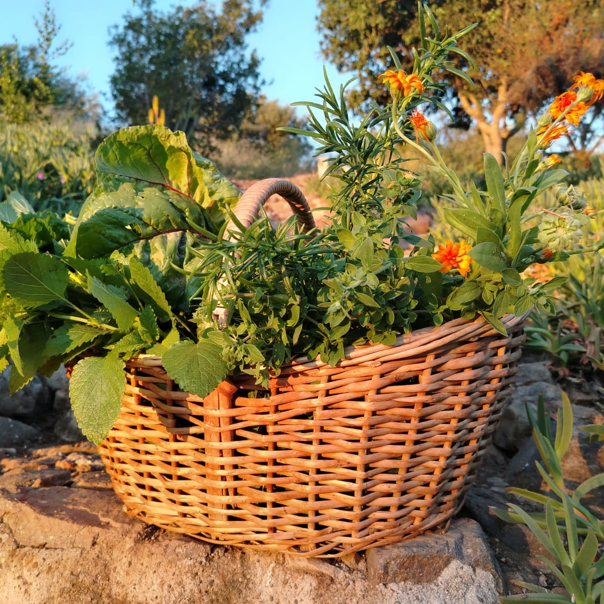 Ramito de hierbas frescas