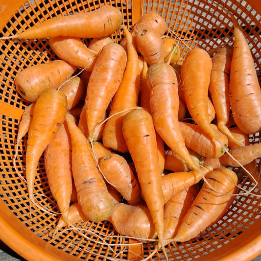 Zanahorias baby (500g)
