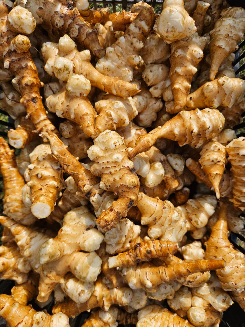 Papa Topinambur (500g)